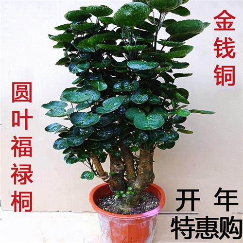 金钱兜圆叶福禄桐盆景室内客厅净化招财金钱树老桩盆景摇钱树绿植