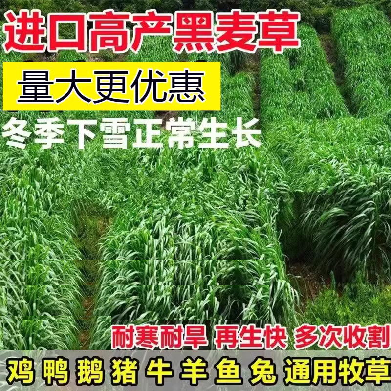 黑麦草种籽高产四季多年生牧草种子耐寒畜牧养殖草籽喂猪牛羊鱼草