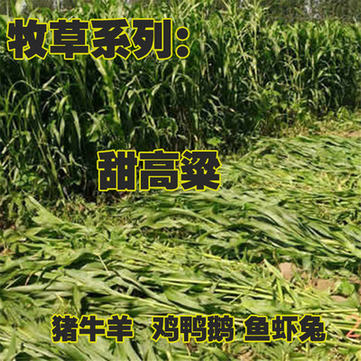 多年生牧草种子大力士甜高粱种子王草黄竹草牛羊饲料草种养殖再生