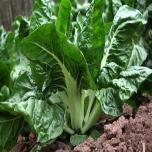 根达菜种子 四川牛皮菜种籽 重庆厚皮菜野菜叶甜菜蔬菜种子四季