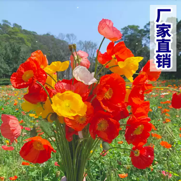 虞美人花种混色冰岛虞美人种子阳台庭院花种籽子四季播种见土就活