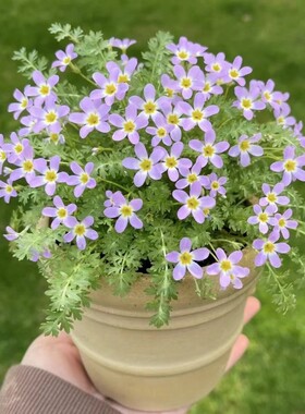 羽叶报春花种籽子孑室内室外四季播种开花盆栽花籽阳台易活花草籽