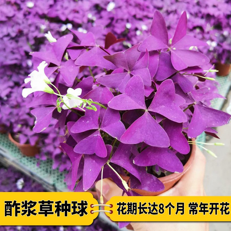 紫叶酢浆草籽酢浆草种球多年生幸运草庭院绿植盆栽四季开花花期长图片