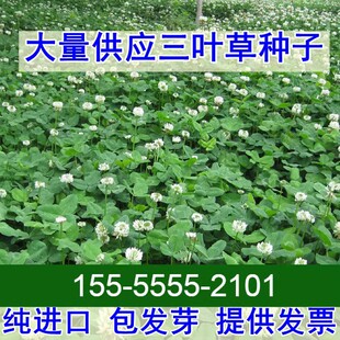 三叶草种子白三叶草籽红三叶草籽四季青草坪牧草果园绿肥四季播种