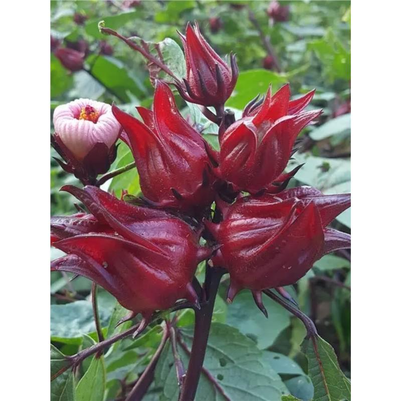 红桃k种子籽洛神花种子四季红金梅苗种孑玫瑰茄树苗盆栽四季开花