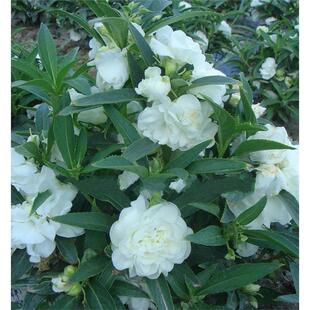 茶花凤仙花种子白色重瓣四季开花庭院室内阳台盆栽花种籽子指甲花