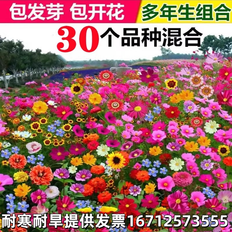 奇秀野花组合野花组合种子