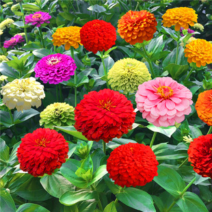 百日草步步登高花种子四季播种庭院易活盆栽植物花卉百日菊花种籽