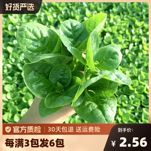 大叶木耳菜种籽青菜蔬菜种子四季春春季种孑木耳菜菠菜籽种植黑皮