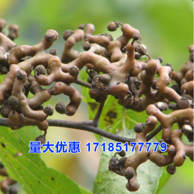 拐枣种子籽 枳椇种子 万子梨 梨枣万寿果 枳椇 果树种籽枣种