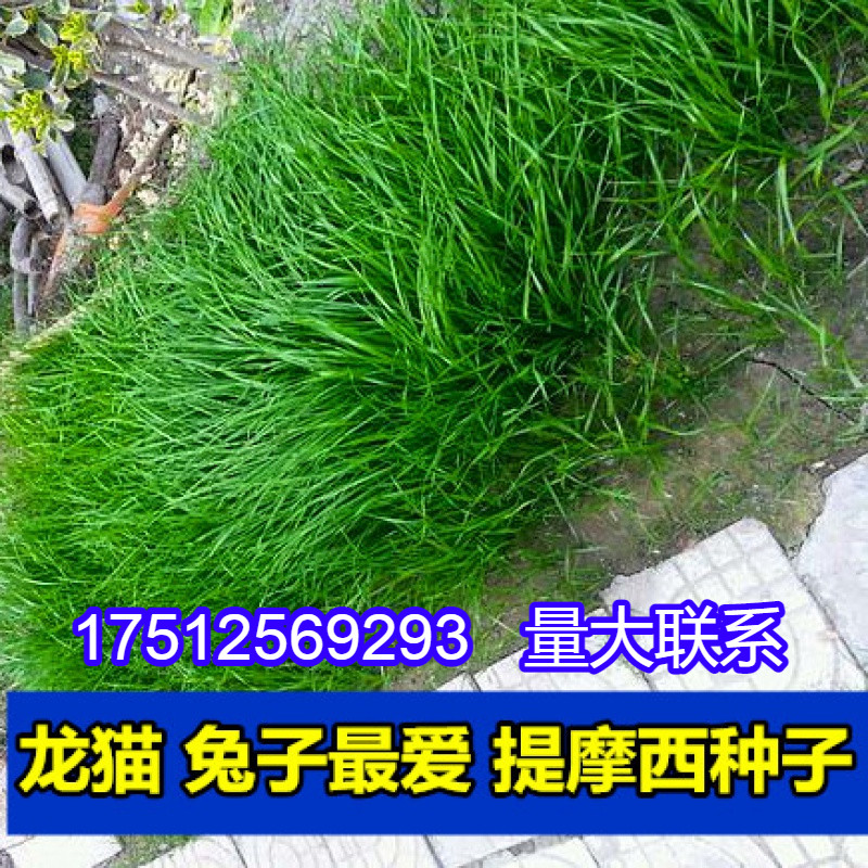 秋季多年生牧草猫尾草提摩西种子龙猫兔子爱吃的草籽草种子夏季