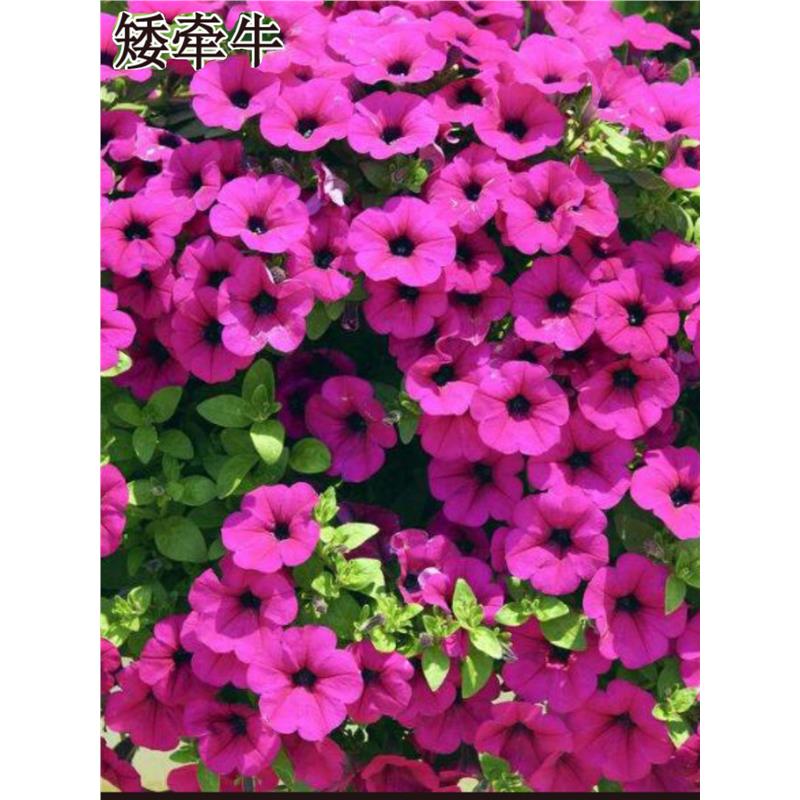 矮牵牛花种子四季播阳台庭院盆栽易种花籽垂吊牵牛花爬藤植物种孑