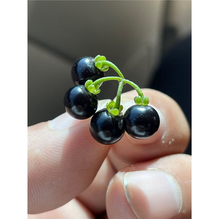 龙葵果种龙葵种籽东北黑黑黝黝籽 蔬菜种子 东北黑悠悠种籽千杞悠