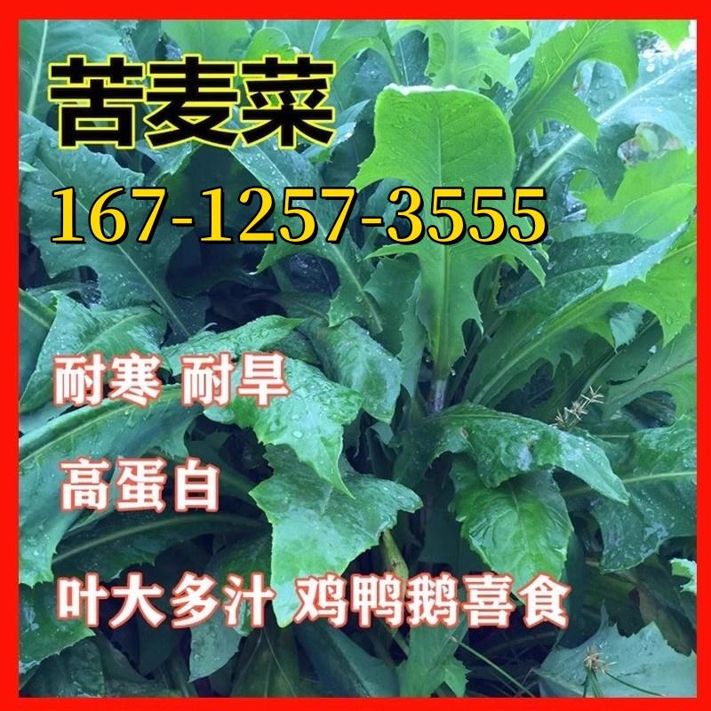 苦荬菜种子多年生牧草籽喂猪牛羊鸡鸭鹅苦麻菜苦麦菜四季牧草种籽