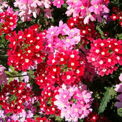 细叶美女樱种子四季开花北方多年生室外美人樱盆栽铺地锦花种籽子