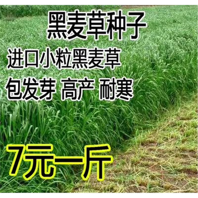 进口耐寒宽叶牧草种子多年生黑麦草种子猪牛羊鸡鸭鹅鱼四季草种籽