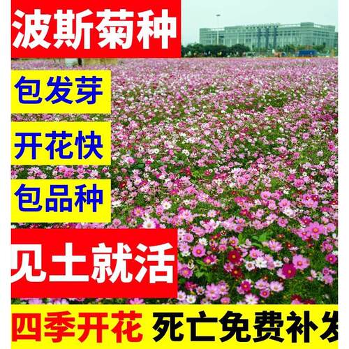 格桑花种籽子波斯菊四季开花见土就活易活花籽室外七彩花苗种子孑