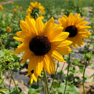 金太阳向日葵种子孑小花向阳花转日莲种籽阳台可盆栽耐热简单易活