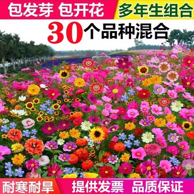 野花组合花种子草坪草花种籽子四季播种开花花格桑花籽太阳花种孑