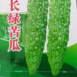 蓝山大白苦瓜种子超大型白苦瓜抗病 耐热 高产四季冬苦瓜春夏秋籽