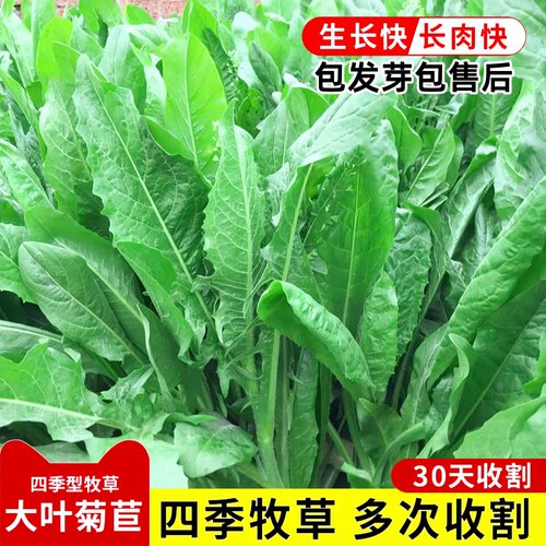 四季再生大叶菊苣种子养殖四季牧草草籽鸡鸭鹅牛羊猪草高产种子籽