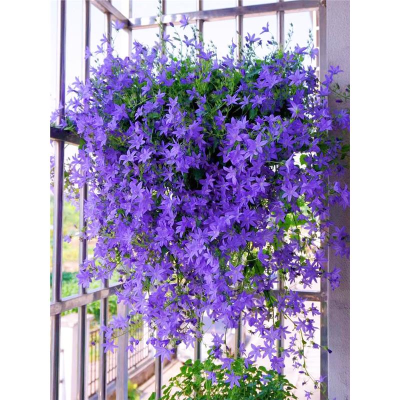 垂吊风铃花种子四季播种开花花籽盆栽花卉室外阳台庭院花种籽子孑