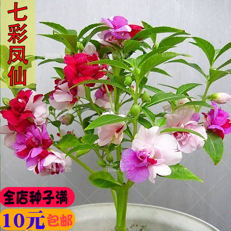 七彩茶花凤仙花种子指甲女儿室内阳台盆栽庭院易活四季花卉种籽孑