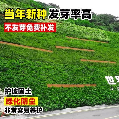 护坡灌木种子紫穗槐刺槐银合欢木豆多花木兰多年生绿化固土草种籽