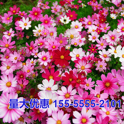 格桑花种籽子混色波斯菊花种子七彩四季播种易活花籽庭院室外种孑