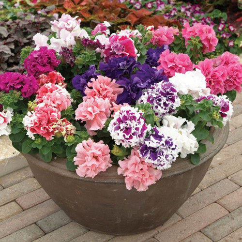 重瓣矮牵牛种子多色四季 春播家易种内阳台盆栽花卉种子花籽