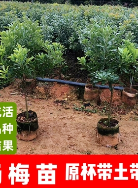 东魁杨梅苗黑炭杨梅果树水晶白梅早熟红杨梅抗寒耐热南北方可种植