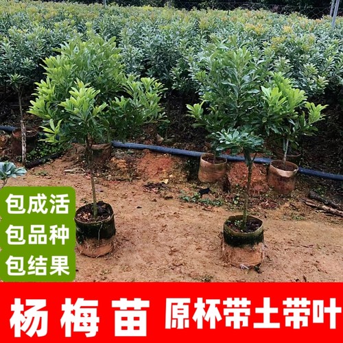正品嫁接杨梅苗原杯带土带叶发货