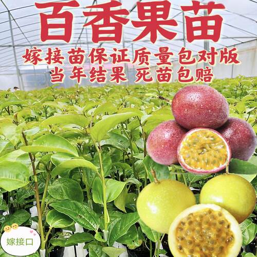 百香果嫁接苗易种易管理当年结果