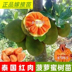 菠萝蜜苗泰国红肉菠萝8号12号印尼红肉菠萝香甜脆蜜广东木菠萝树