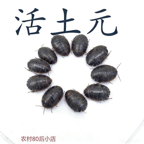 正品活的土元大母虫土鳖虫接骨虫活虫土鳖虫大个现货直发新鲜包活