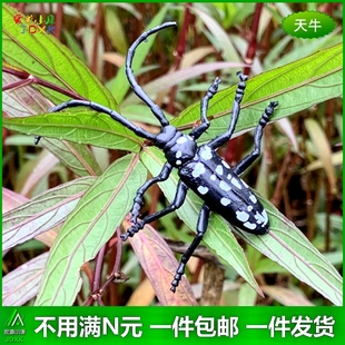 仿真天牛幼儿园儿童玩具可爱甲虫牛角虫天水牛大小号昆虫动物模型