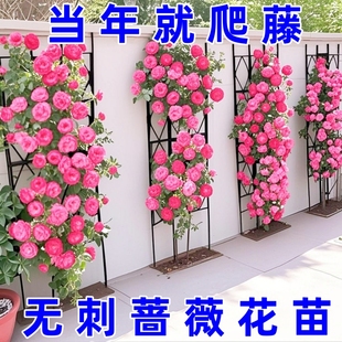 特大花爬藤植物当年开花卉盆栽玫瑰 1米6大苗 蔷薇花苗藤本月季