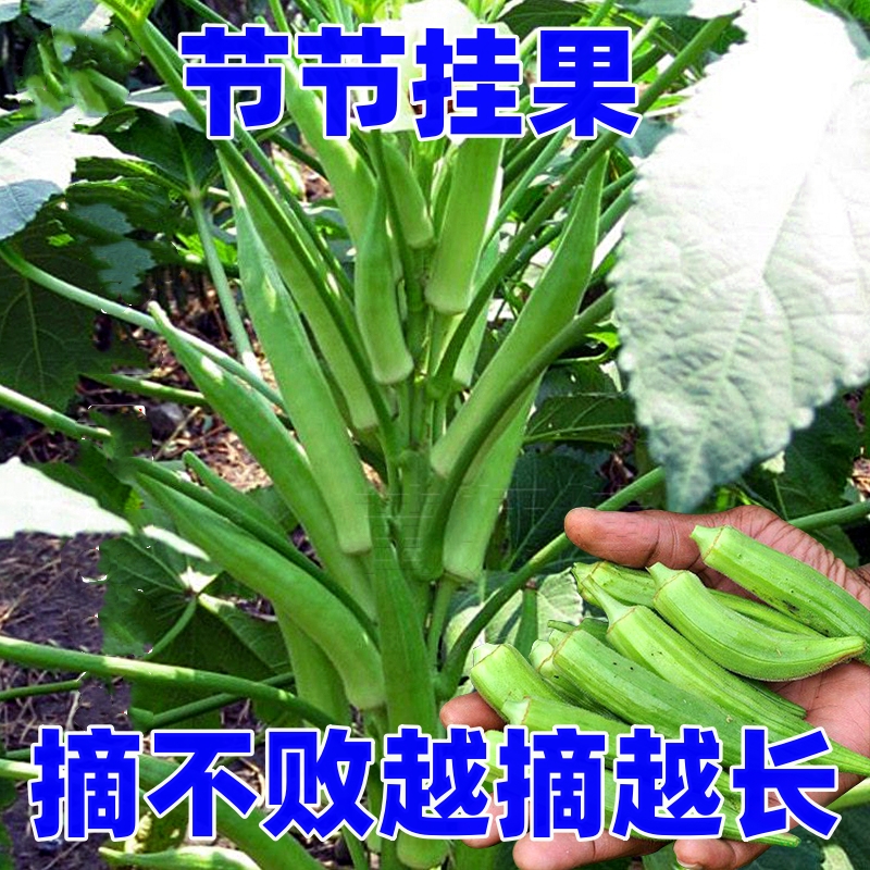 黄秋葵苗水果秋葵秧苗家庭阳台种植春夏四季播绿植物盆栽蔬菜苗孑