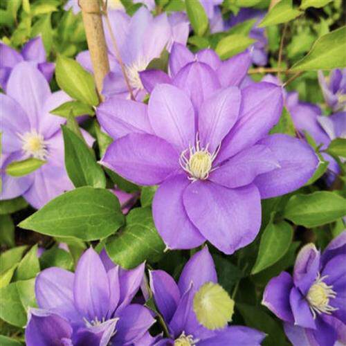 铁线莲新苗大花单瓣如梦戴纽特早安天空盆栽地栽阳台室外好养庭院