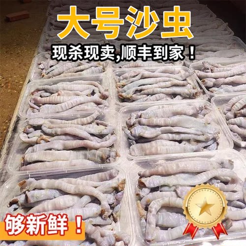 福建沙虫新鲜现杀200克3盒沙蚕