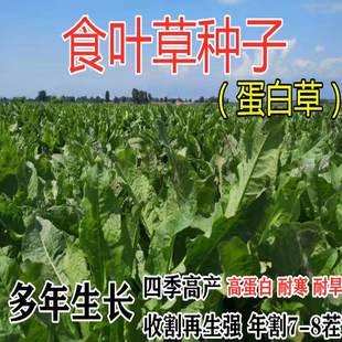 食叶草种子蛋白草高产优质草籽牧草种籽四季猪牛羊鸡鸭鹅鱼食用草