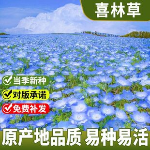 喜林草种子婴儿蓝眼苍月草粉蝶花籽虞美人盆栽四季种植开花卉种子