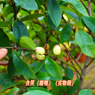 深山含笑树种子 乐昌含笑醉香含笑行道庭院绿化木浓香花卉植物籽