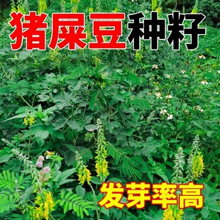 猪屎豆种子 太阳麻种子 椭圆叶猪屎豆 三圆叶猪屎豆种子护坡种子