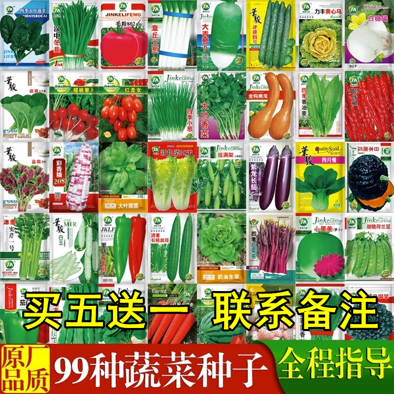 蔬菜籽种大全四季辣椒白孑