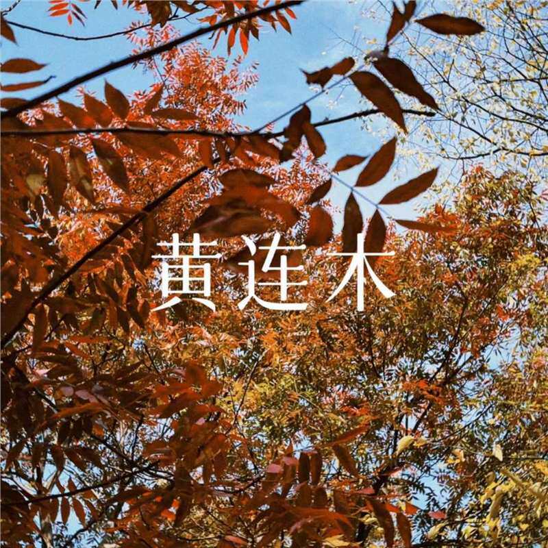 新采黄连木种子四季可播