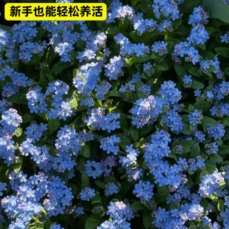 蓝色勿忘我勿忘草种子籽四季易活开花盆栽花苗庭院室内外阳台鲜花