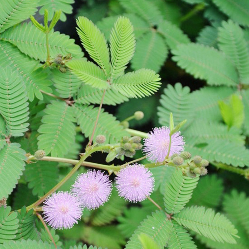 含羞草种子盆栽花卉阳台庭院