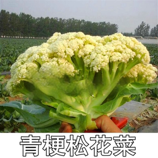 青梗松花菜种子65天80天100天120天花菜花椰菜散花白花菜蔬菜籽孑