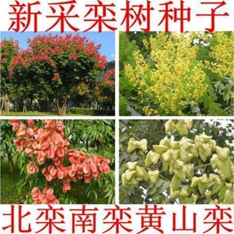 新采黄山栾树种子南北可种